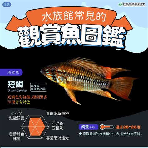 大型觀賞魚圖鑑|海水觀賞魚圖鑑資料區 